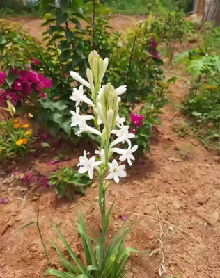 GREENSEA Tuberose Flower Seed(11 per packet)