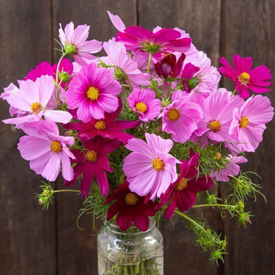 Arshiayat cosmos flower seeds Seed(83 per packet)
