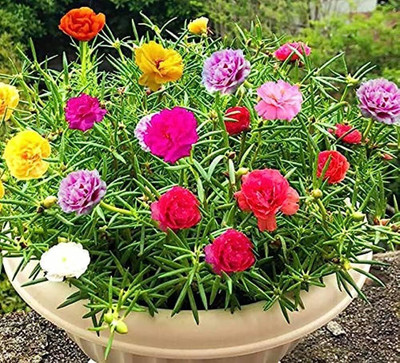 Lorvox 12'0 Clock Flower Seed(100 per packet)
