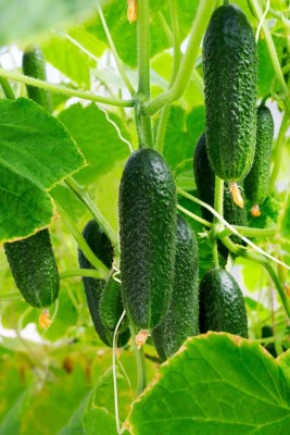 jkfarm Hybrid Cucumber, Kheera Seed(130 per packet)