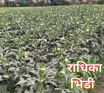 MAMONI TRADERS 250g, indo agri hybrid F1 radhika bhindi/okra seeds highest yield Verity Seed(50 per packet)