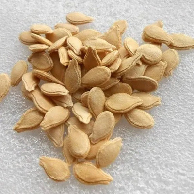 BDSresolve Ash gourd seeds hybrid PACK OF 14 Seed(14 per packet)