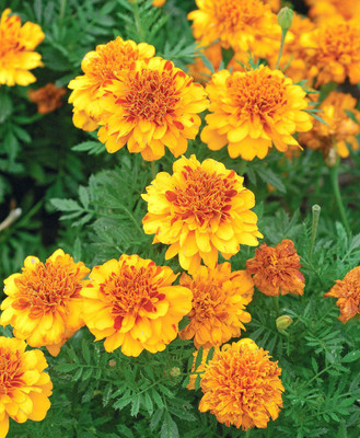 Seedsqlty marigold mixed seeds, high germination (100 seeds) Seed(100 per packet)