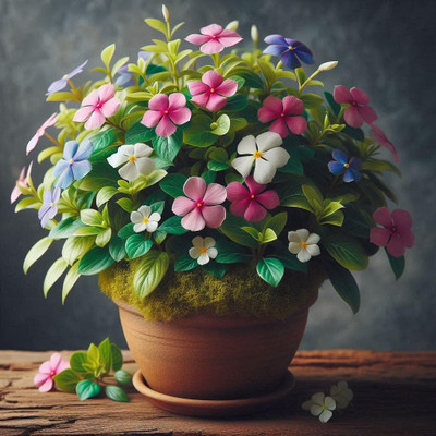 Lorvox Vinca flower all colours Seed(15 per packet)