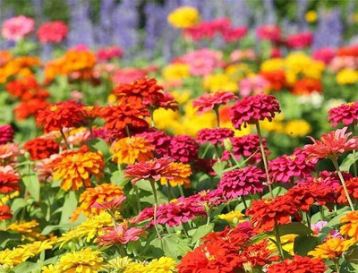 GREENSEA Mixed Colour Zinnia Flower Seed(22 per packet)