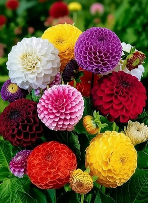 MegaValue Dahlia Mixed Seed(100 per packet)