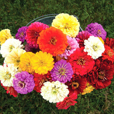 Qualtivate LX-253 Imp. Zinnia Dahlia Flowered GMO-Free Seeds Seed(25 per packet)