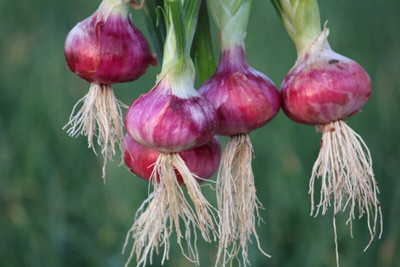 Cloud Farm Onion Seed(100 per packet)