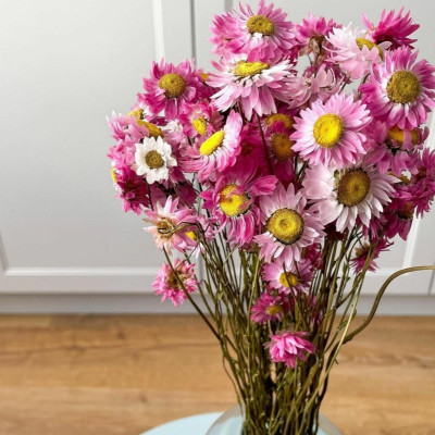 ME Traders Acroclinium Roseum (Paper Daisy, Strawflower) Flower Seed(100 per packet)