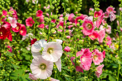 KANAYA Hollyhock Double Mix Seed(20 per packet)