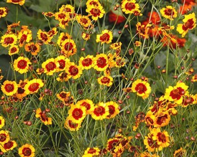 XOLDA Exotic coreopsis Seed(31 per packet)