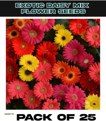 XOLDA Exotic Daisy Mix Flower Seed Seed(25 per packet)