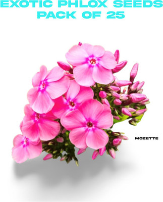 XOLDA Exotic philox seeds Seed(25 per packet)