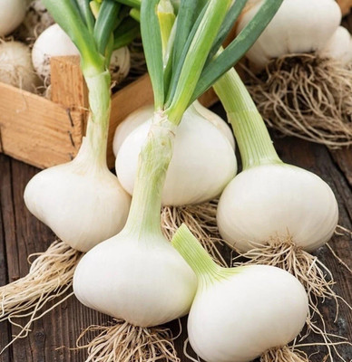 the green dotcom Sweet WHITE SPANISH ONION Seed(60 per packet)