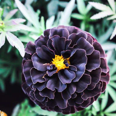 Aywal Marigold F2 Dwarf Double Orange Flower Seed(2 per packet)