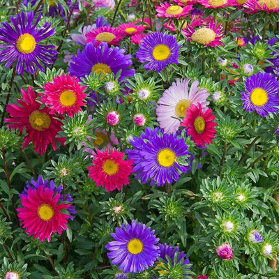 Lorvox Aster Seed(85 per packet)