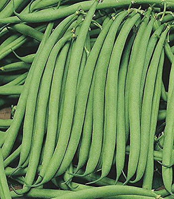 CRGO BEANS Seed(95 per packet)