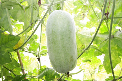 Cloud Farm Ash Gourd-Winter Melon Hybrid Seed(67 per packet)