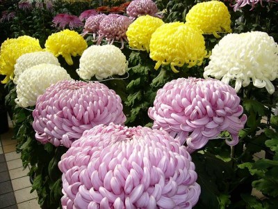 Bula Plant House Chrysanthemum flower seeds hybrid/Chrysanthemum seeds 24 Seed(24 per packet)