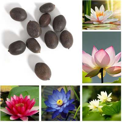 KNESSiN Botany Lotus Flower[50 Seeds] Seed(50 per packet)
