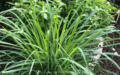 XOLDA Organic lemon grass herb Seed(36 per packet)