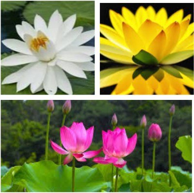 GARDENIFY INDIA LOTUS FLOWER, LOUTS SEED, LOUTS PLANT, THE ART OF LOTUS GARDENING Seed(8 per packet)