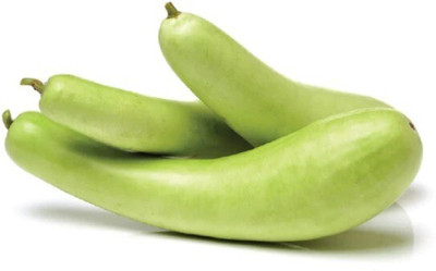 Quentova Long Bottle Gourd Seeds-XII Seed(60 per packet)