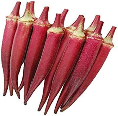 the green dotcom red ladyfinger seeds/ladies finger seeds 68 Seed(68 per packet)