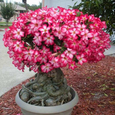Pbevergreen ™ Adenium Obesum Seeds Desert Rose(30 Seeds) Seed(30 per packet)