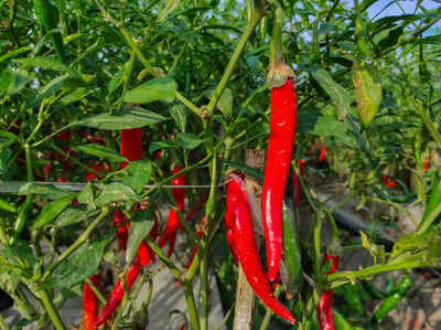 Kodali Hybrid F1 Chilli Seeds Pack Of 55 Seed(55 per packet)