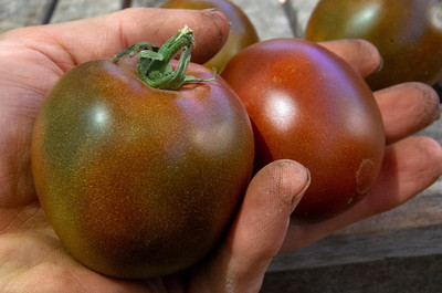 Biosnyg High Germination Black Prince Tomato Fresh Healthy Seeds - (2000 Seeds) Seed(2000 per packet)