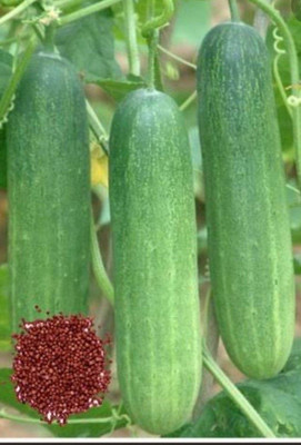 MAMONI TRADERS Cucumber Seed(50 per packet)