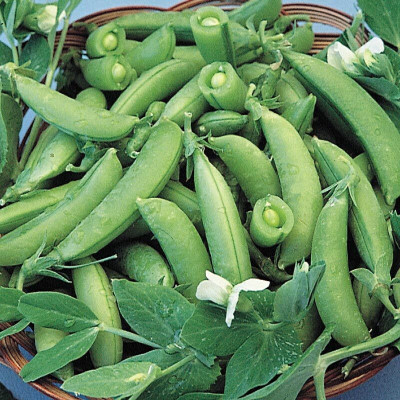 Cloud Farm Matar,Peas Vegetable Seed(800 per packet)