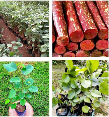 DEYS AGRO ™ red sandalwood plant seeds,lal chandan|rakt chandan Seed(12 per packet)