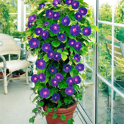 SUAA Morning Glory (Ipomoea) Seeds: Your Garden's Daily Unfolding Wonder! Seed(22 per packet)