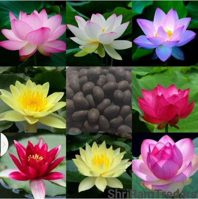 Halloseed Kamalgatta, Kamalgatta seed, Kamal ke fool ka beej, Kamal seed, Kamal seed, Kamal ke seed Seed(20 per packet)