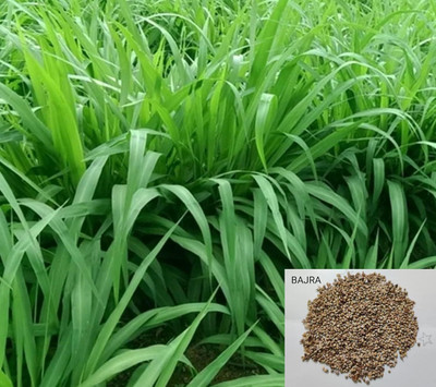 SRI SAI FORESTRY SRI SAI FORESTRY Bajra Napier Hybrid Grass Seeds Multi Cut Grass Seed for Cattle Seed(1500 per packet)
