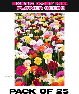 Mozette Exotic Daisy Mix Flower Seed Seed(25 per packet)