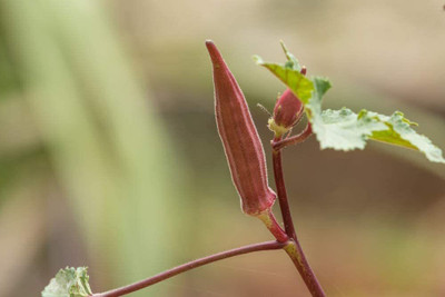 Farmonix Z3238_F_Seeds Okra Red Burgundy Seed(1000 per packet)
