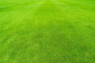 Pbevergreen Lawn grass seed for garden, Garden seeds for lawn grass, Best grass seeds Seed(105 per packet)