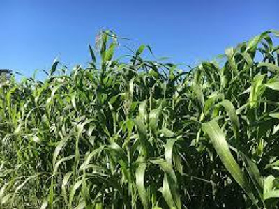 ARYAN EVERGREEN Sudhan grass seeds Seed(100 g)