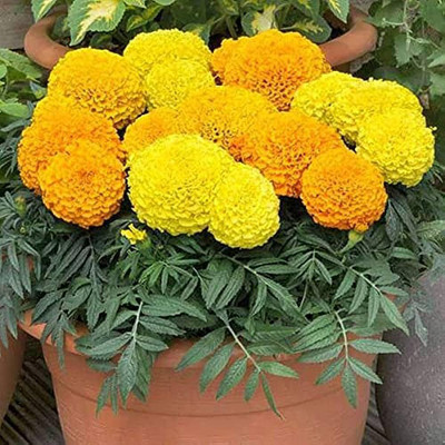 Pbevergreen Marigold flower seeds hybrid mix/Marigold seeds 59 Seed(59 per packet)