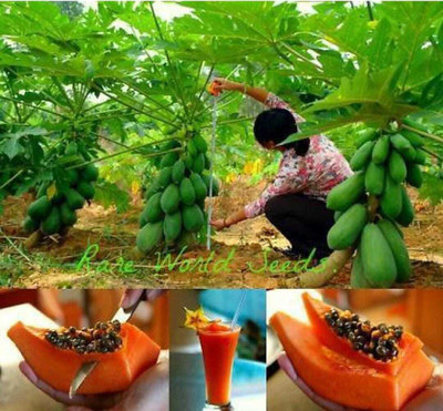 Kingdom Papaya Fruits Seed(50 per packet)