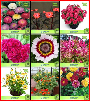 ibains Flower seed mix Seed(56 per packet)