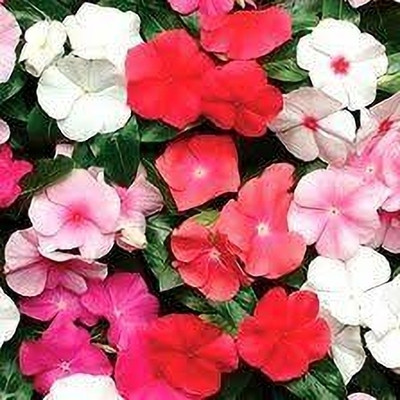agri max gardens FL-153-VINCA Seed (40 per packet) Seed(40 per packet)