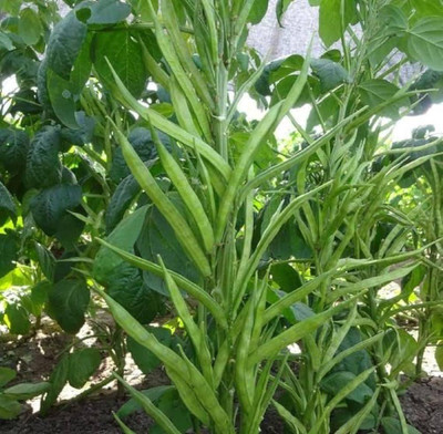 Cloud Farm cluster beans seeds Seed(81 per packet)