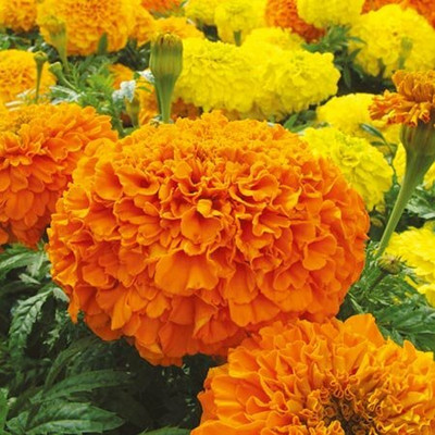 Greenery Marigold Seed(50 per packet)