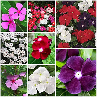 ibains Vinca hybrid flower seeds Seed(67 per packet)