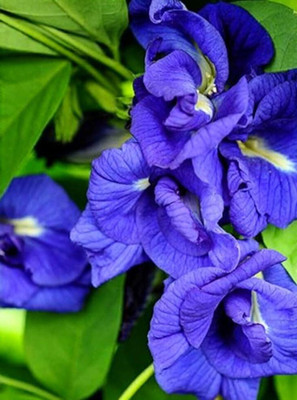 SUAA Aparajita (Butterfly Pea) Flower Seeds Best for Gardening Seed(15 per packet)