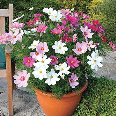 Lorvox Cosmos Sulphureus Cosmic Mix Seed(28 per packet)